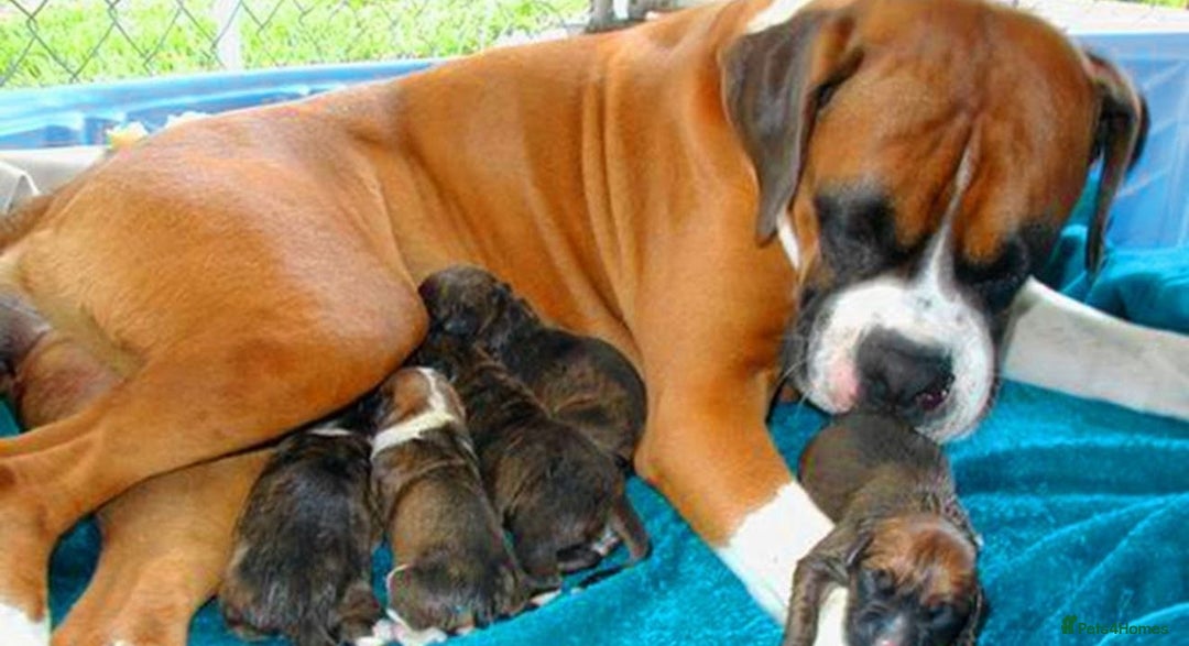 Boxer dogs for sale: Boxer male puppy - Image 7