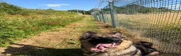 German Shepherd dogs for sale: Pure bred German Shepherd  - Advert 6