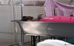 Guinea Pig rodents for sale: 2 male guinea pigs - Image 4