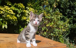 Mixed Breed cats for sale: Tuxedo Kittens - Image 25