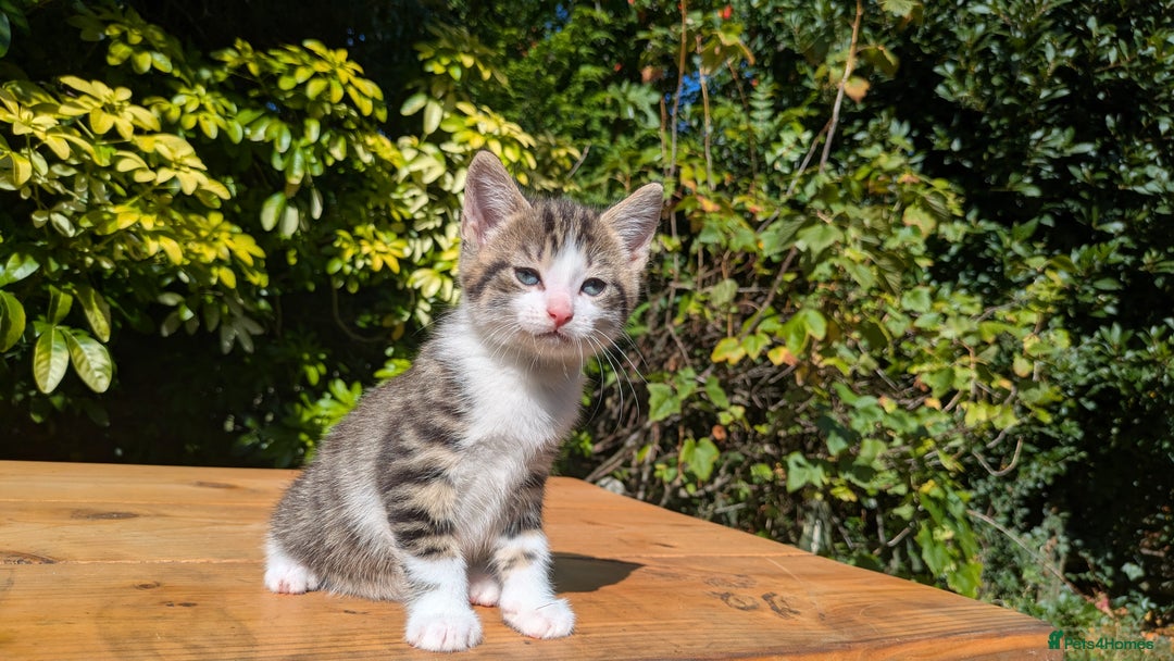 Mixed Breed cats for sale: Tuxedo Kittens - Image 25