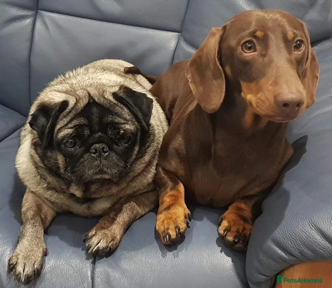 Miniature Dachshund dogs for stud: KC Chocolate & Tan Miniature Stud Available 🐾 - Advert 6
