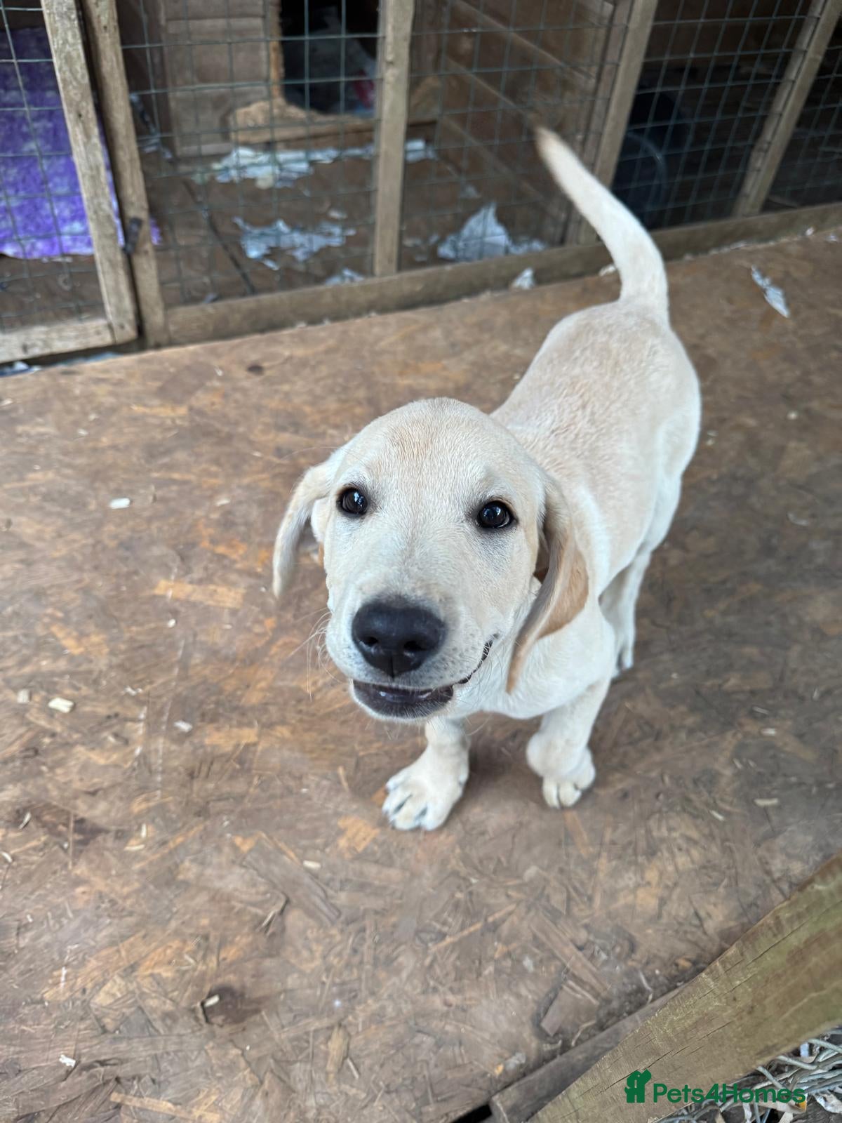 Labrador Retriever dogs Final Puppy ready to go to his new home! - Advert 9