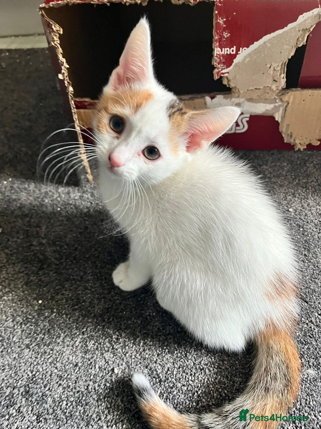 Mixed Breed cats for sale: Kittens for sale - Image 3