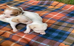 Beagle dogs for sale: Beautiful beagle puppies  - Image 4