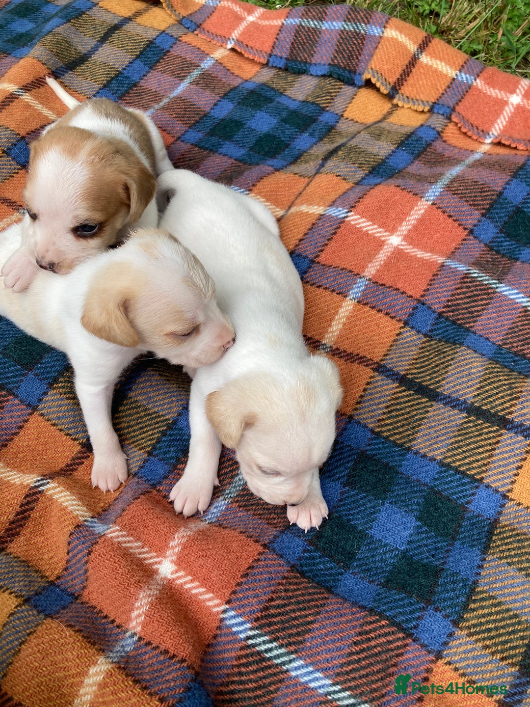 Beagle dogs for sale: Beautiful beagle puppies  - Image 4