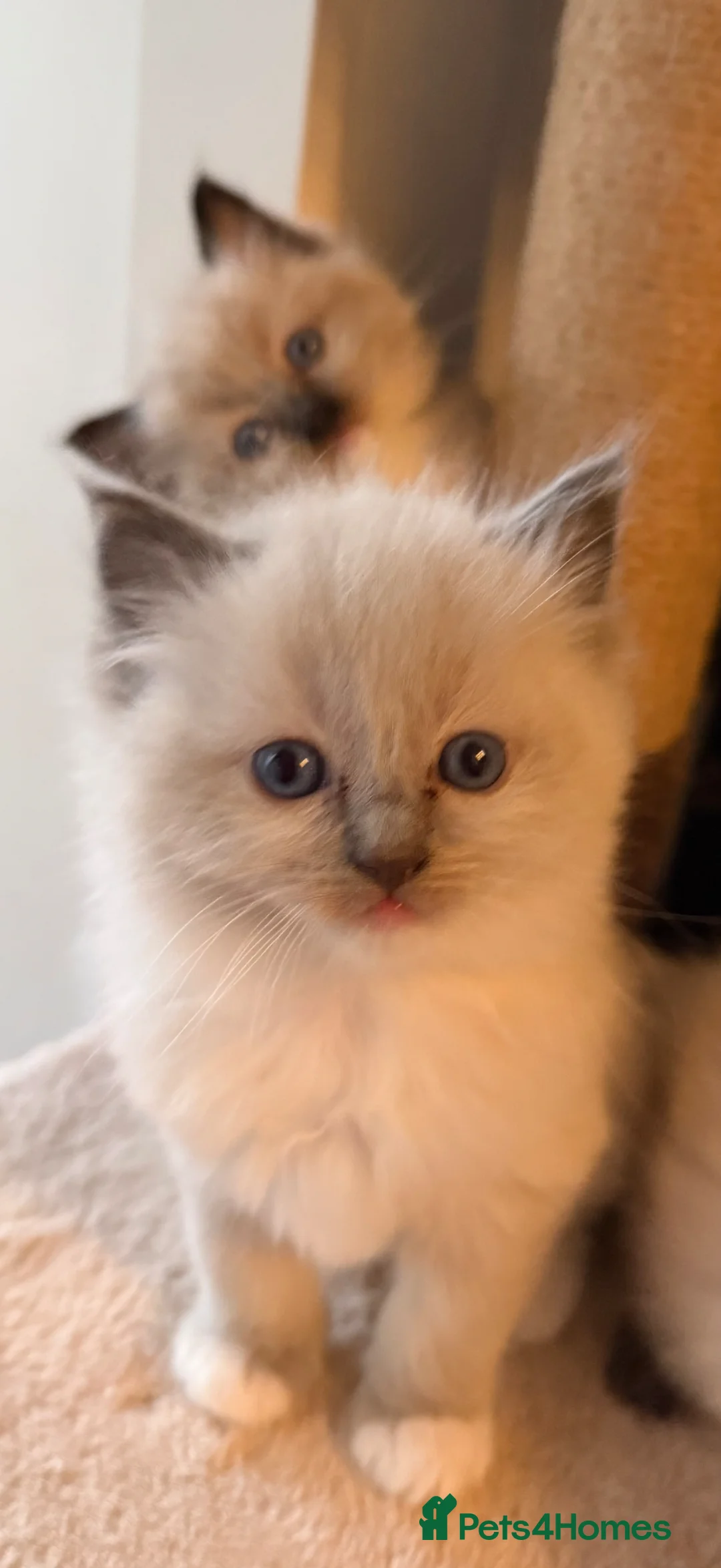 Ragdoll cats for sale: Absolutely stunning BLUE POINT ragdolls.  - Advert 1