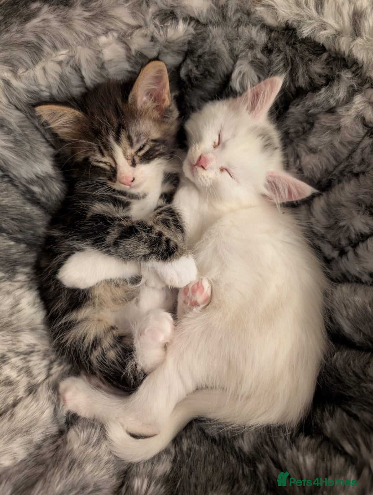 Mixed Breed cats Maincoon X - Advert 3