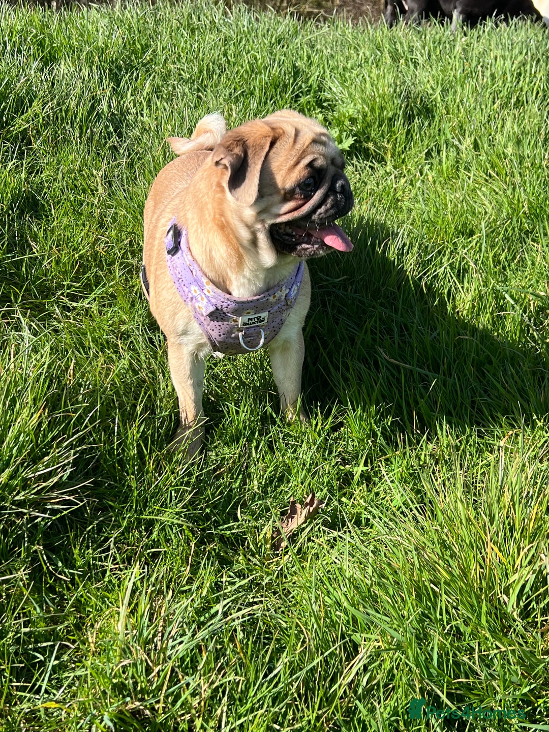 Pug dogs for sale: Pug puppies  - Advert 4