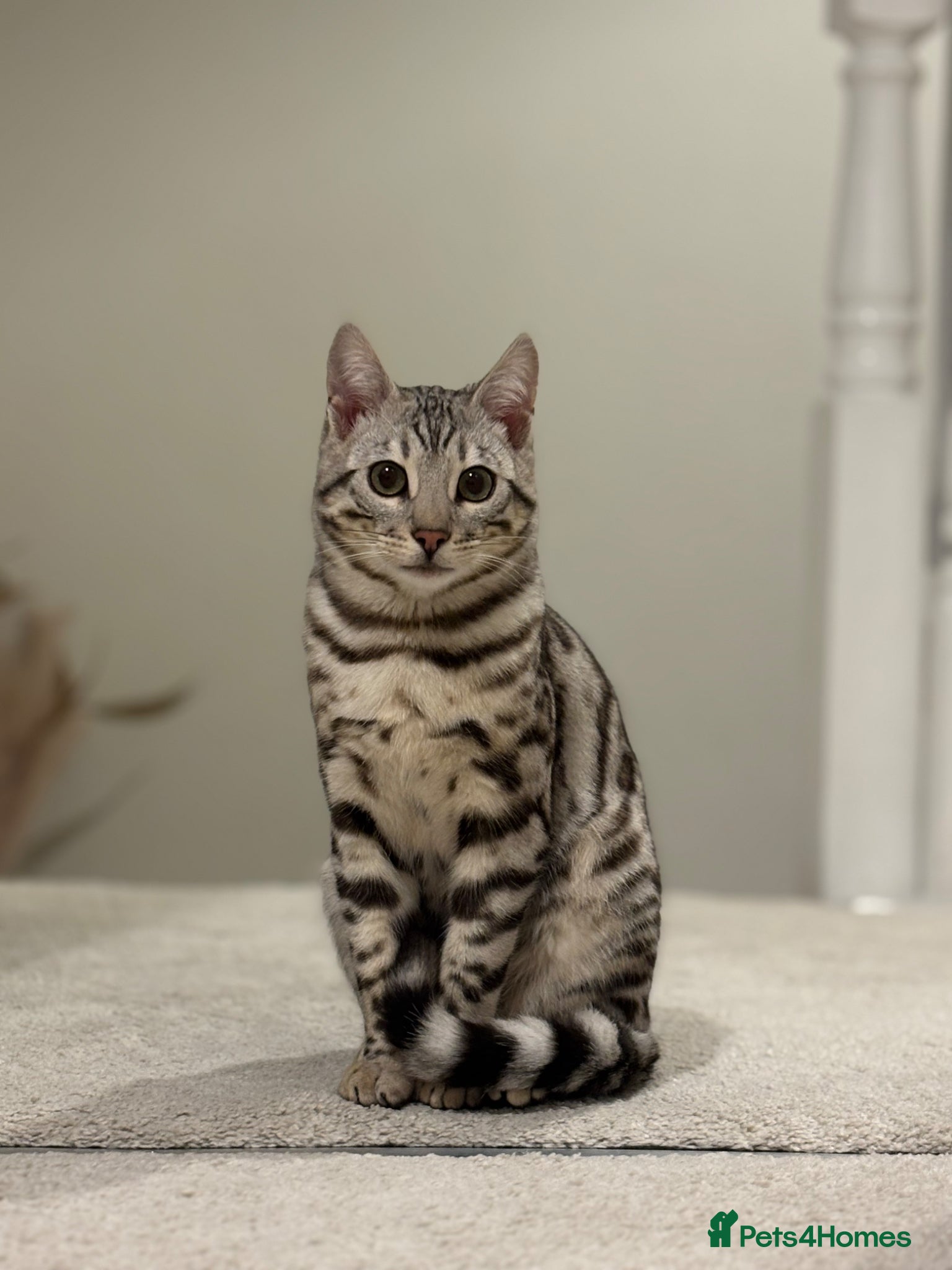 Bengal cats Male Silver Bengal - Advert 1