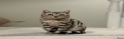 Bengal cats for sale: Male Silver Bengal in Rochdale - Advert 1