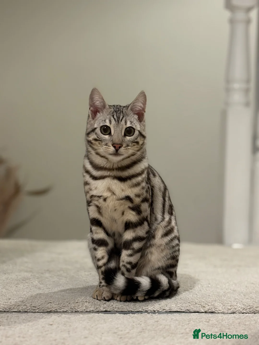 Bengal cats for sale: Male Silver Bengal in Rochdale - Advert 1