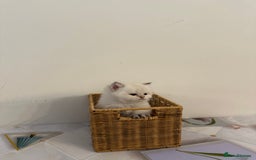 British Longhair cats for sale: TOP QUALITY BRITISH LONG HAIR KITTEN BOY  - Image 4