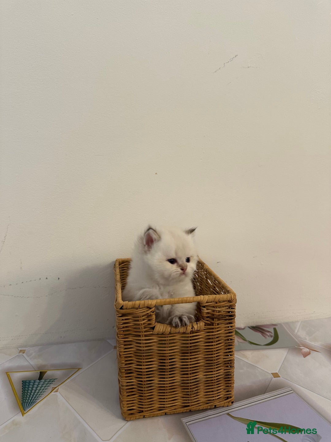 British Longhair cats for sale: TOP QUALITY BRITISH LONG HAIR KITTEN BOY  - Image 4