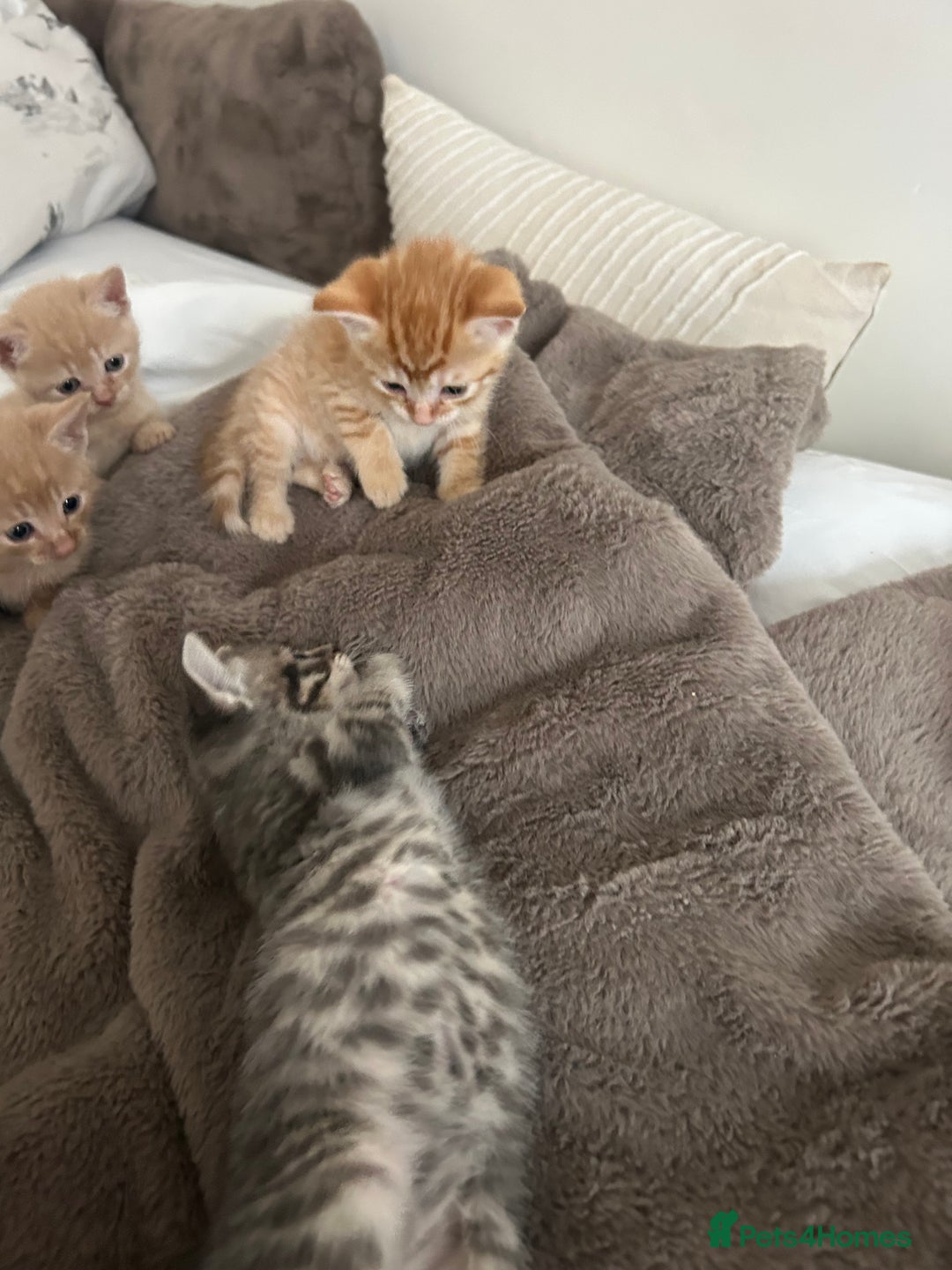Mixed Breed cats for sale: Beautiful Kittens for sale - Image 35