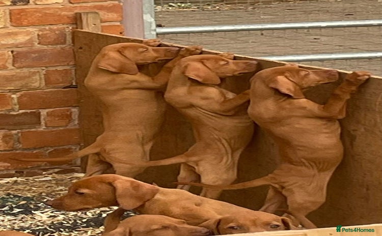 Hungarian Vizsla dogs - Advert 1