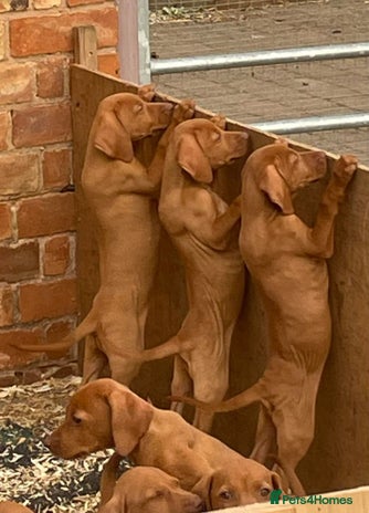 Hungarian Vizsla dogs - Advert 2