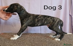 Whippet dogs for sale: KC registered whippet puppies  - Image 6
