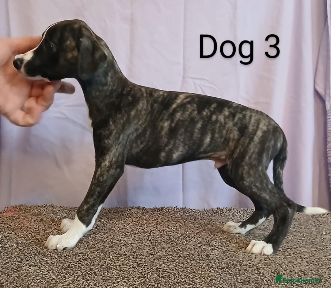 Whippet dogs for sale: KC registered whippet puppies  - Image 6