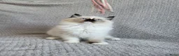 Ragdoll cats for sale: Registration Ragdoll kittens  - Advert 16