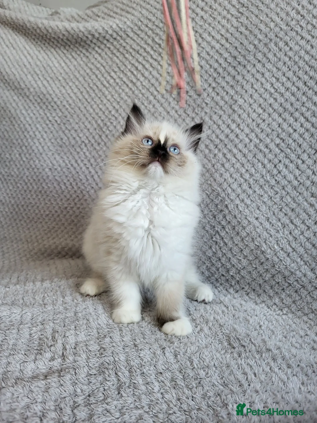 Ragdoll cats for sale: Registration Ragdoll kittens  - Advert 16