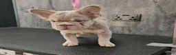 French Bulldog dogs for sale: FRENCH BULLDOG fluffy Isabella  - Advert 3