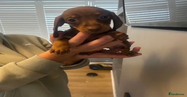 Dachshund dogs - Advert 7