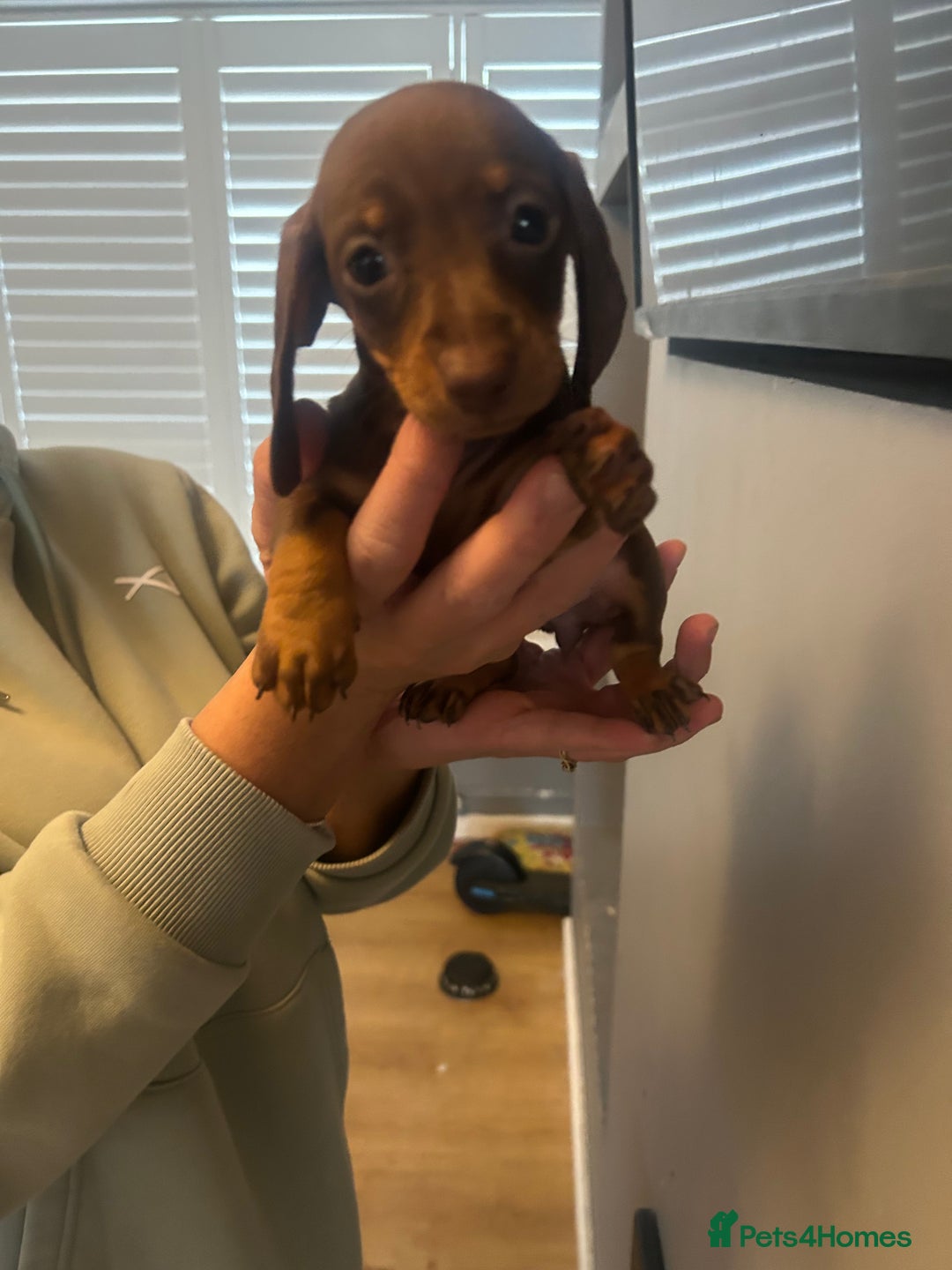 Dachshund dogs for sale: Beautiful miniature dachshunds ready now  - Image 2