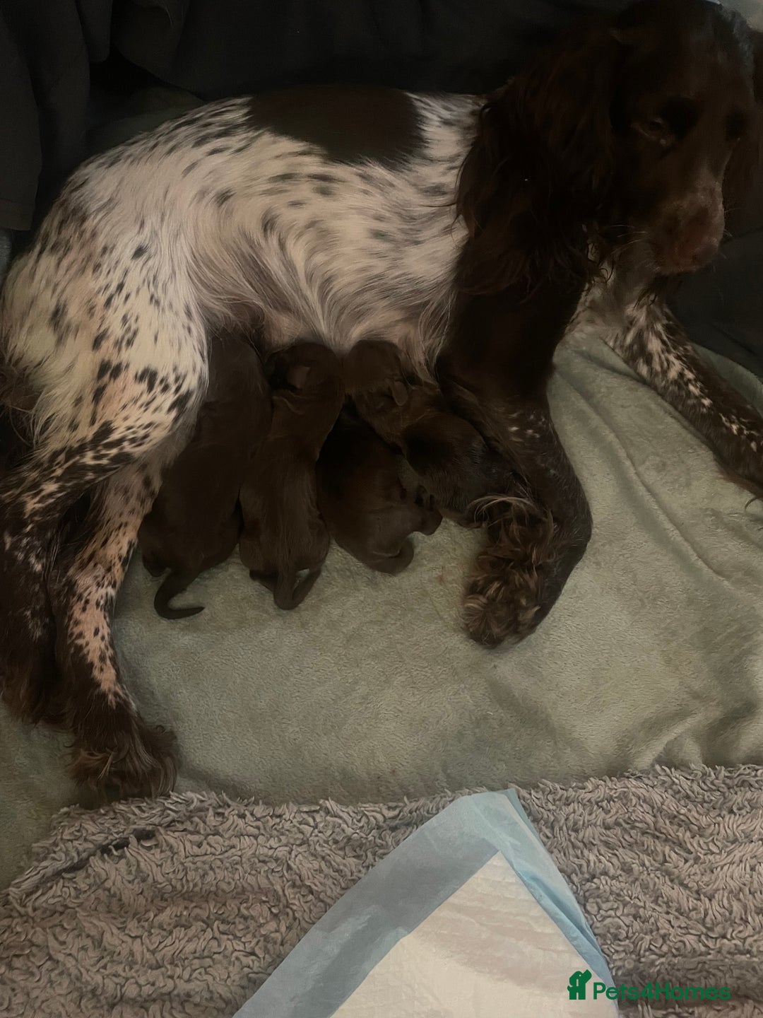 Cocker Spaniel dogs for sale: Working cocker spaniels  - Advert 11