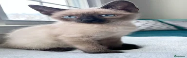 Siamese 1