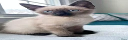 Siamese cats for sale: Two Blue-Eyed Whiskered Wonders siamese kittens - Advert 5