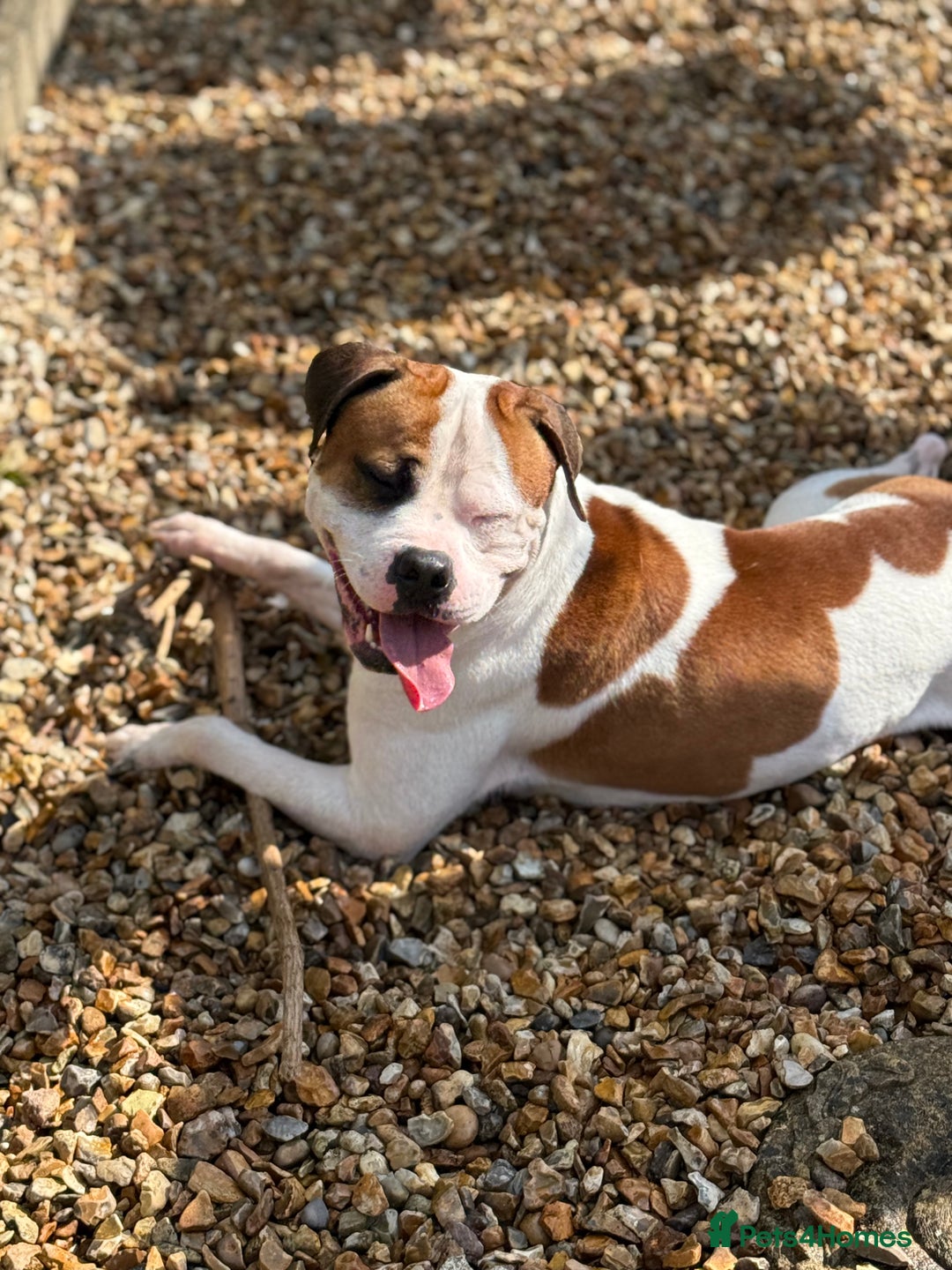 American Bull Staffy dogs for stud: Looking to stud - Image 14