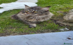 Maine Coon cats for sale: Stunning purebred. Maine coon cat  - Image 9
