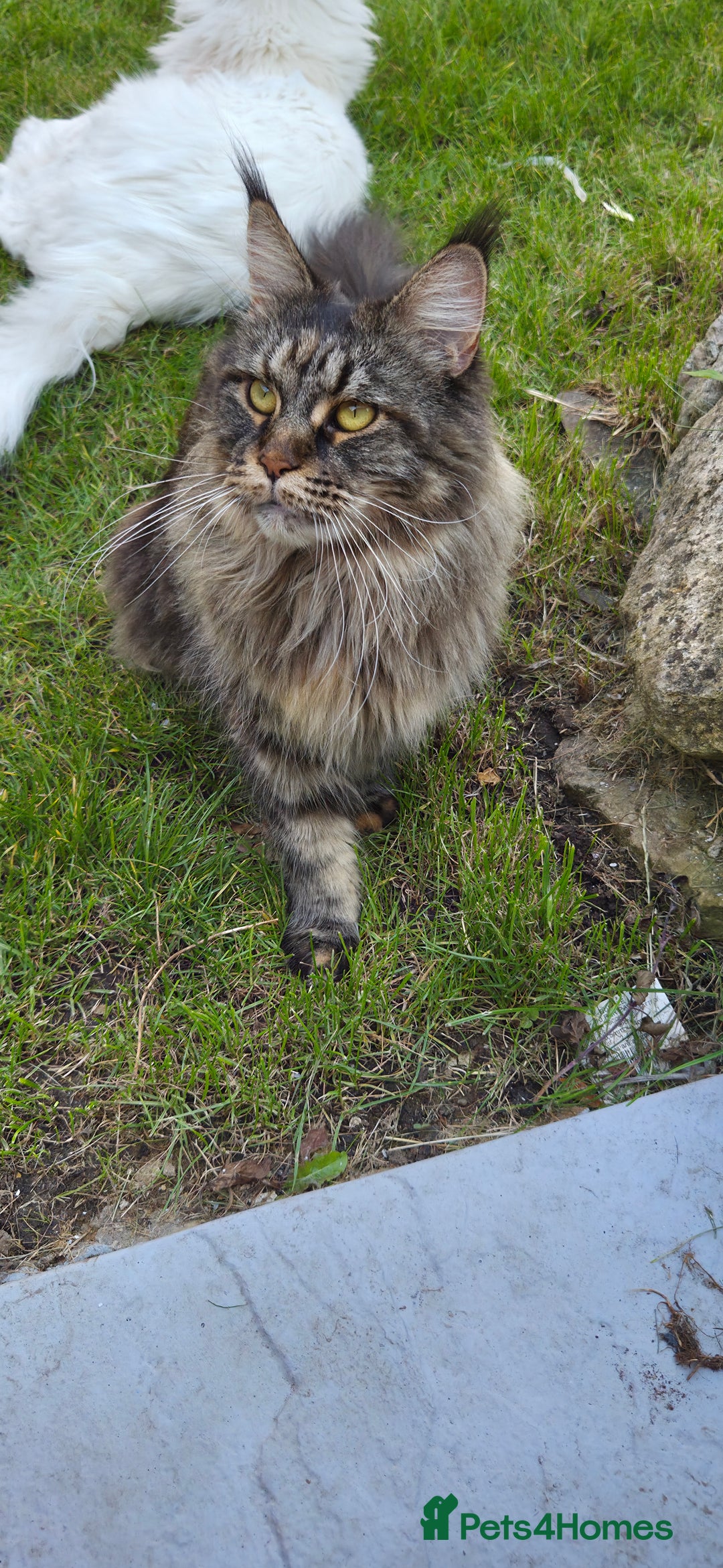 Maine Coon cats for sale: Stunning purebred. Maine coon cat  - Image 9