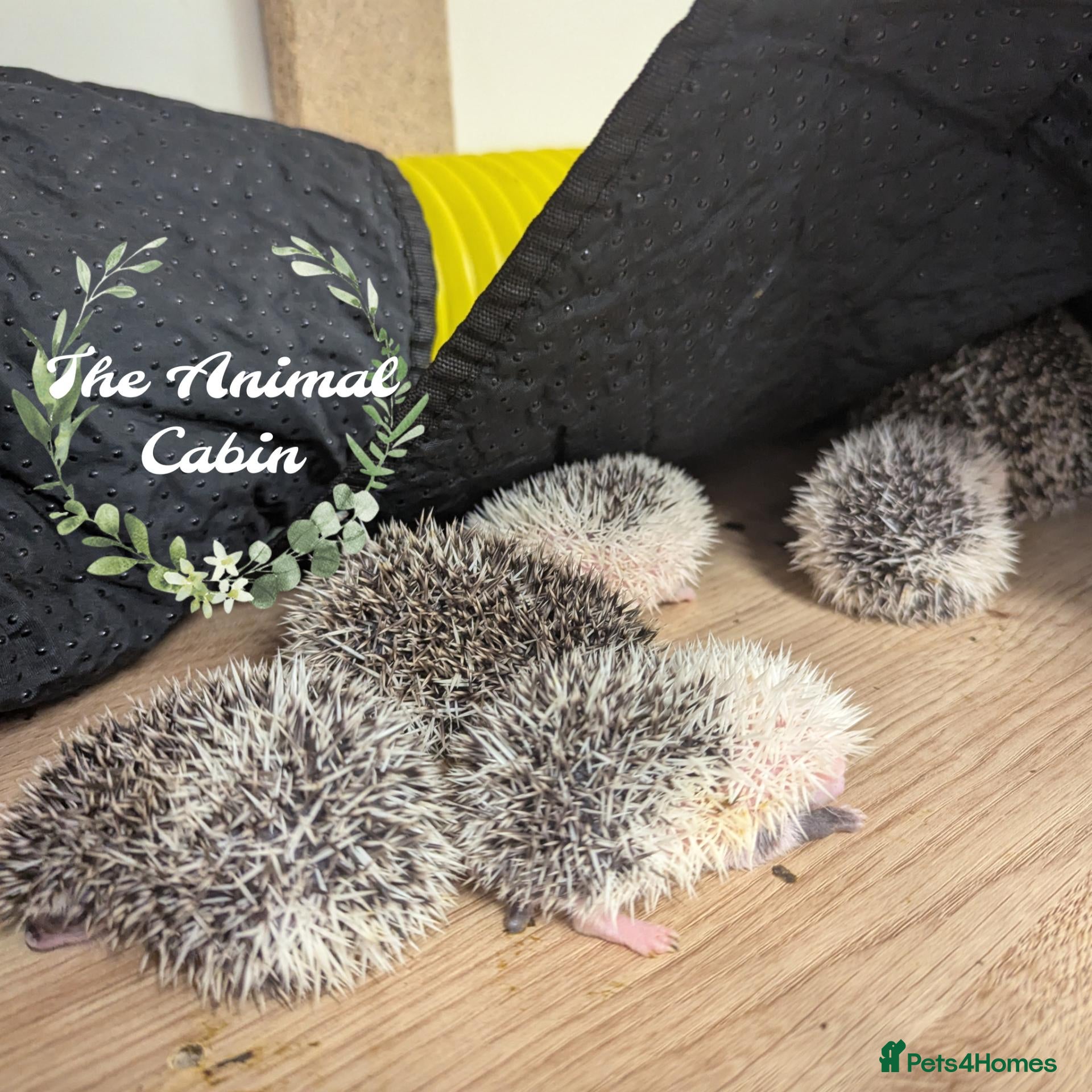 Pygmy Hedgehog rodents for sale: Baby African Pygmy Hedgehogs - multiple litters! - Advert 1