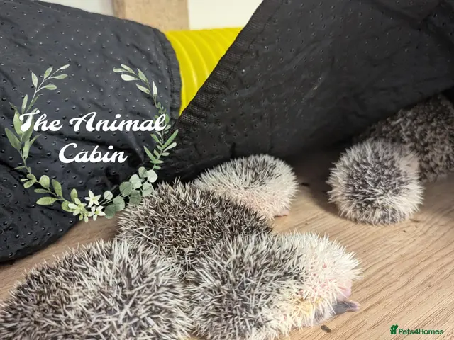 Pygmy Hedgehog rodents for sale: Baby African Pygmy Hedgehogs - multiple litters! - Advert 1