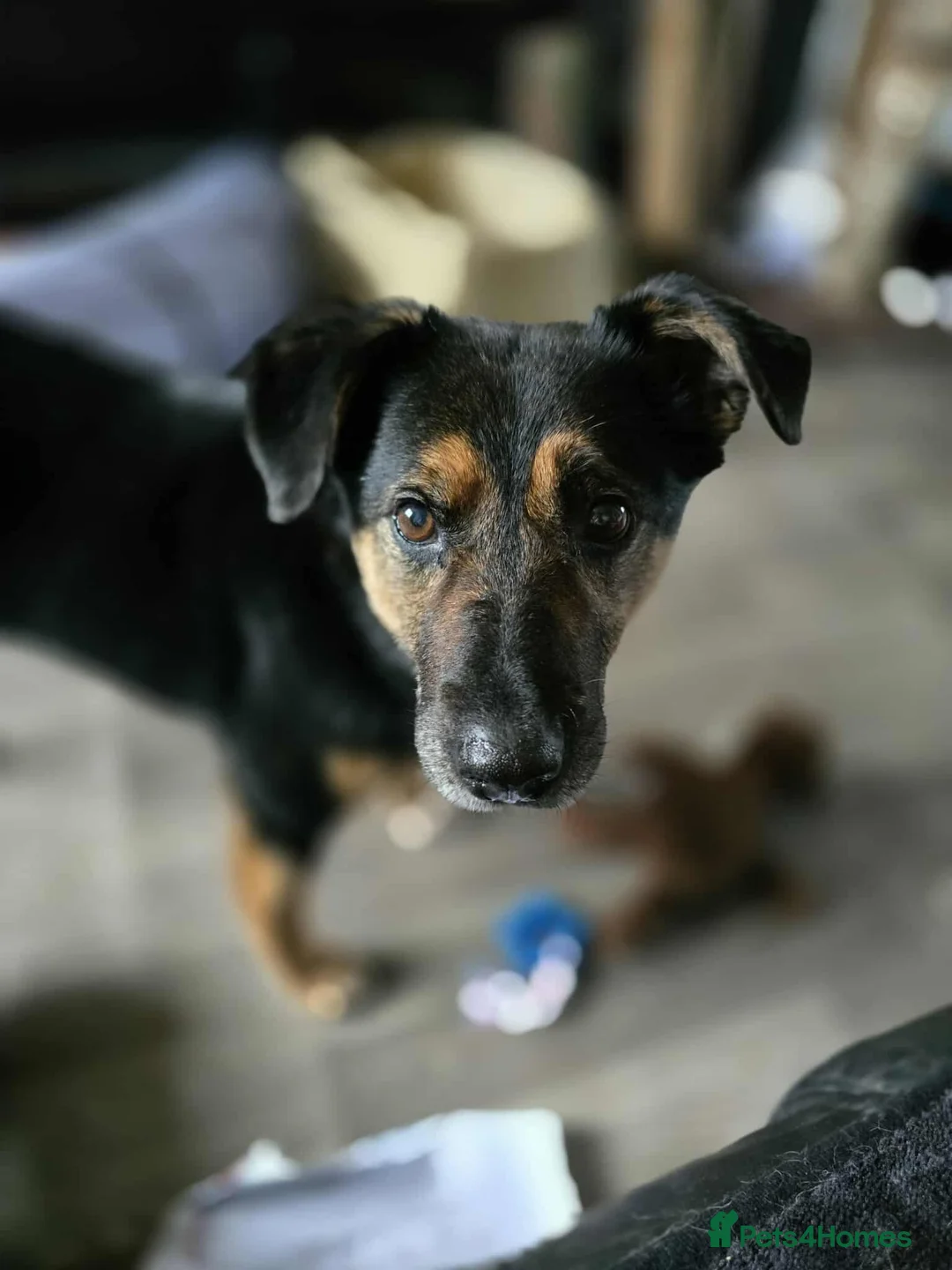 Mixed Breed dogs for adoption: Bumble for adoption - Advert 2