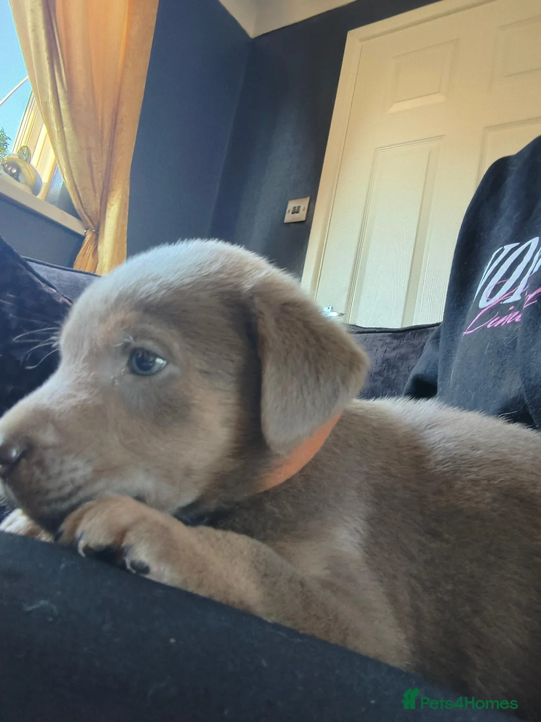 Labrador Retriever dogs for sale: Gorgeous silver Labrador puppies  - Advert 2