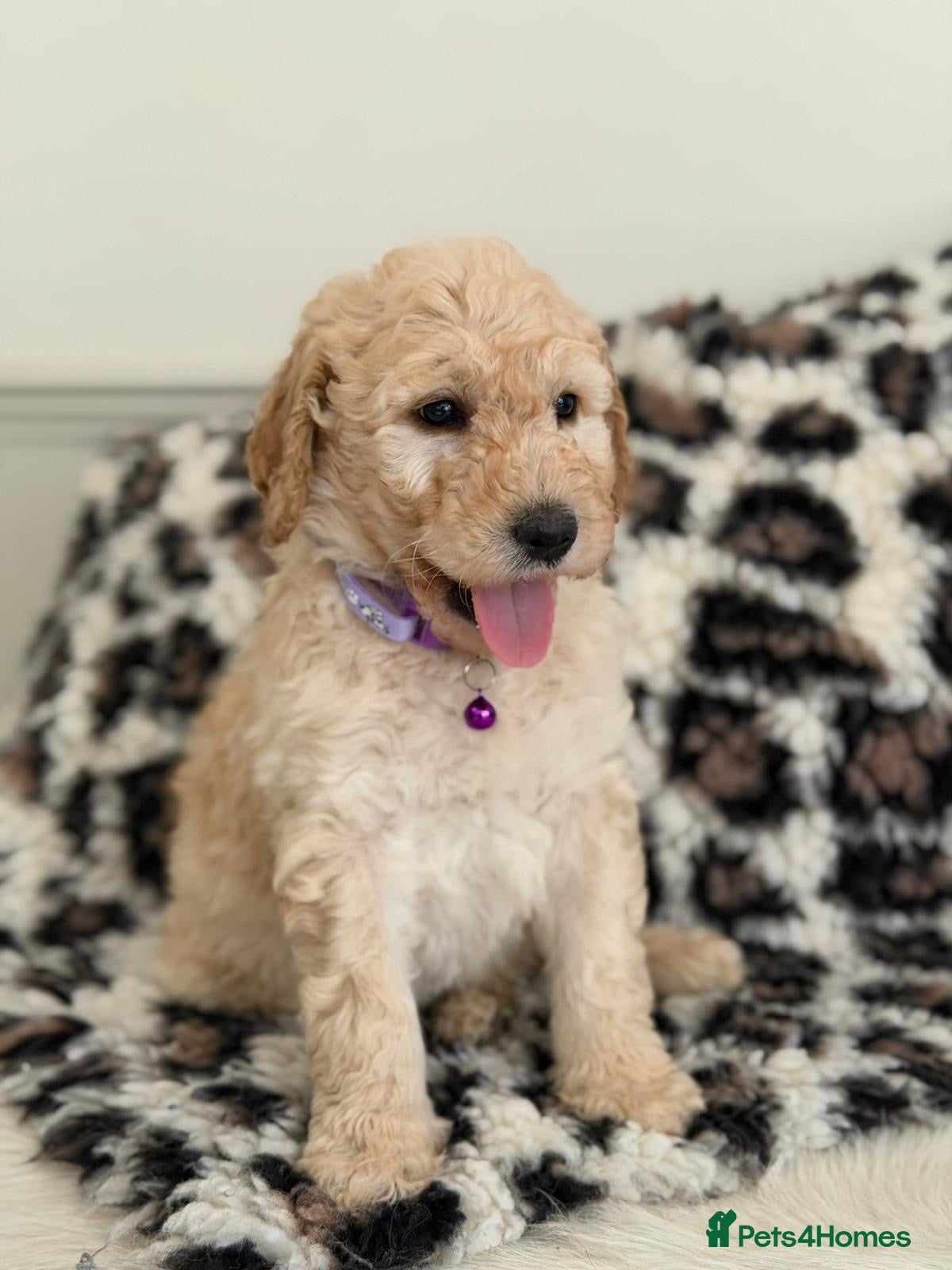 Labradoodle dogs Adorable Standard Labradoodle Puppies - Advert 2