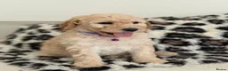 Labradoodle dogs for sale: Adorable Standard Labradoodle Puppies - Advert 1