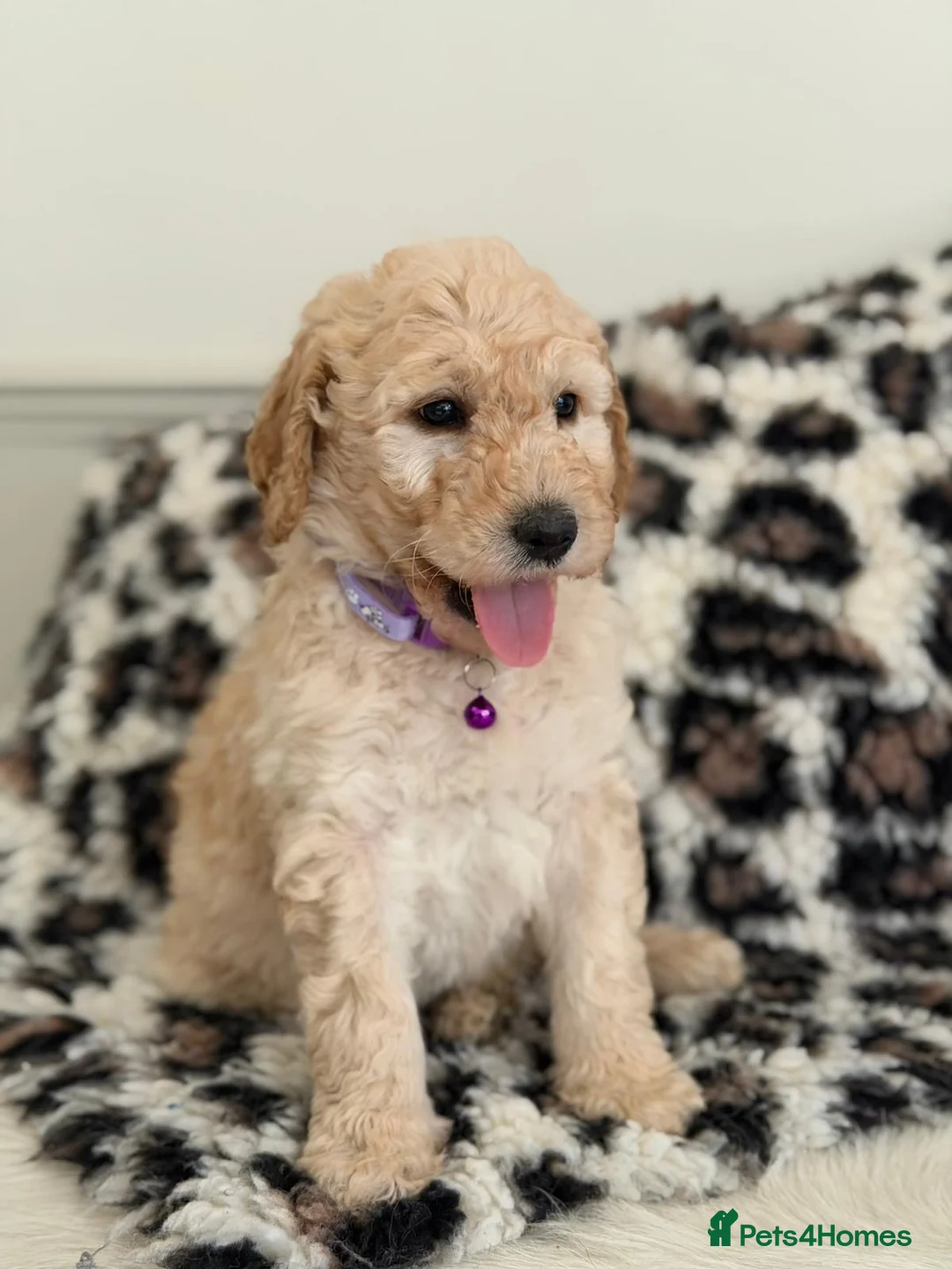 Labradoodle dogs for sale: Adorable Standard Labradoodle Puppies - Advert 1