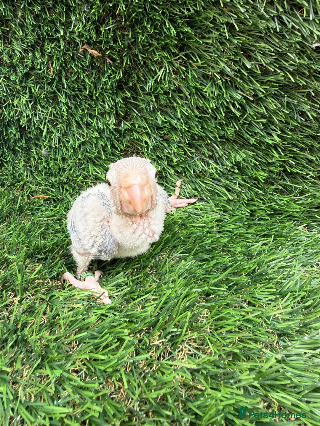 Conures birds for sale: Baby conures in London - Advert 14