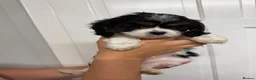 Cavapoo dogs for sale: Beautiful Cavapoo puppies ready for forever homes in Macclesfield - Advert 12