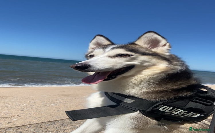 Siberian Husky dogs - Advert 1