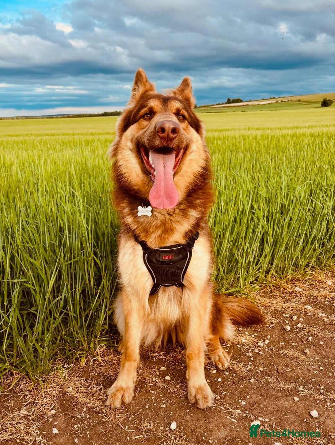 German Shepherd dogs for sale: 🐶 Beautiful KC Registered Puppies Available 🐶 - Advert 1