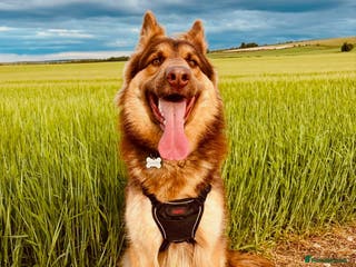 German Shepherd dogs 🐶 Beautiful KC Registered Puppies Available 🐶 - Advert 15