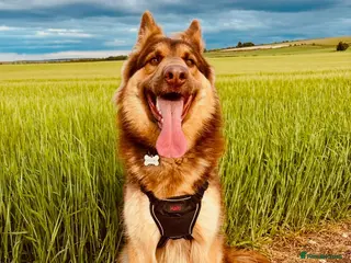 German Shepherd dogs Last TWO Beautiful KC REG fluffs - Advert 5