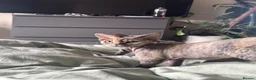 Devon Rex cats for sale: Enchantirex Devon Rex – 2026 Waiting List Now Open - Advert 27
