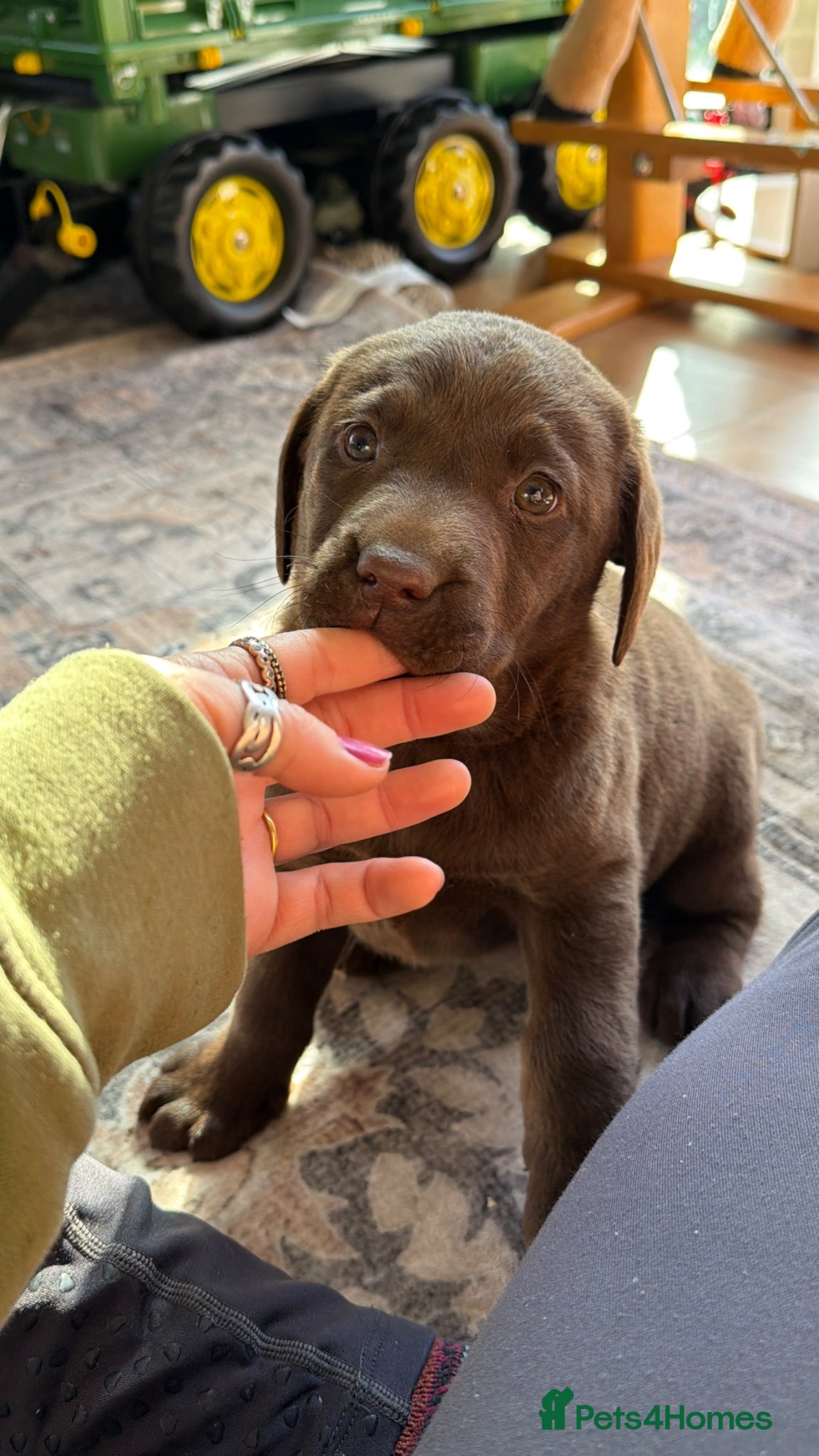 Labrador Retriever dogs 🐾Chocolate Labrador puppies🐾 - Advert 2