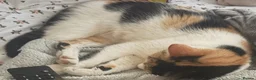 Mixed Breed cats for sale: Beautiful cat  - Advert 3